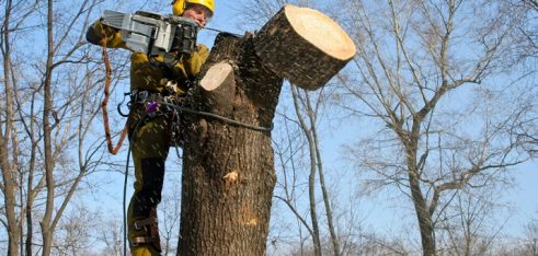 Видалення зелених насаджень: що необхідно знати громадянам