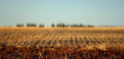 Корисна інформація. Договір оренди землі