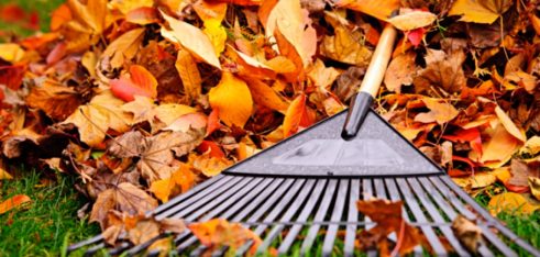 Спалювати опале листя шкідливо не лише для здоров’я, але й для гаманця